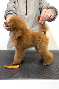 Той Пудель дівчинка, red