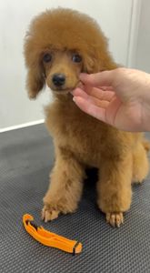 Той Пудель дівчинка, red