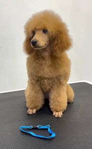 Той/Мініатюра червона дівчинка Пудель GRACE