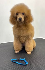 Той/Мініатюра червона дівчинка Пудель GRACE