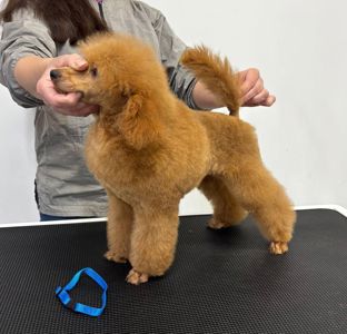 Той/Мініатюра червона дівчинка Пудель GRACE