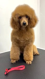 Пудель Той/Мініатюра червона дівчинка GWEN