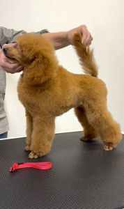 Пудель Той/Мініатюра червона дівчинка GWEN