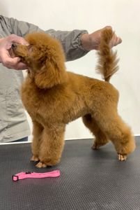 Пудель Той/Мініатюра, red дівчинка DIVA