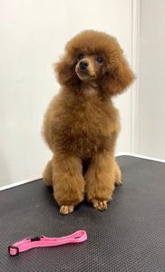 Пудель Той/Мініатюра, red дівчинка DIVA