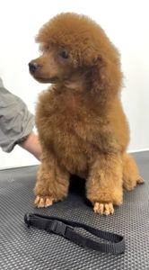 Пудель Той червона дівчинка