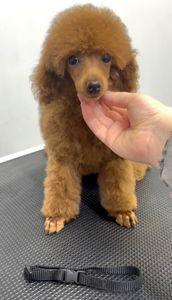 Пудель Той червона дівчинка