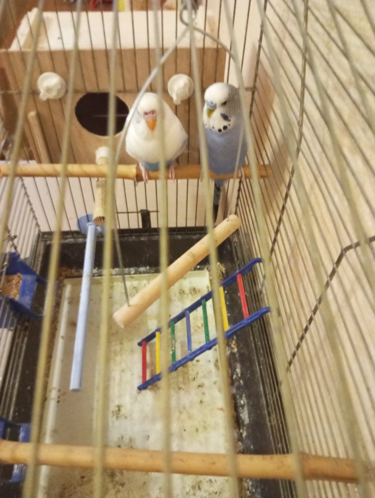 Хвилясті папуги