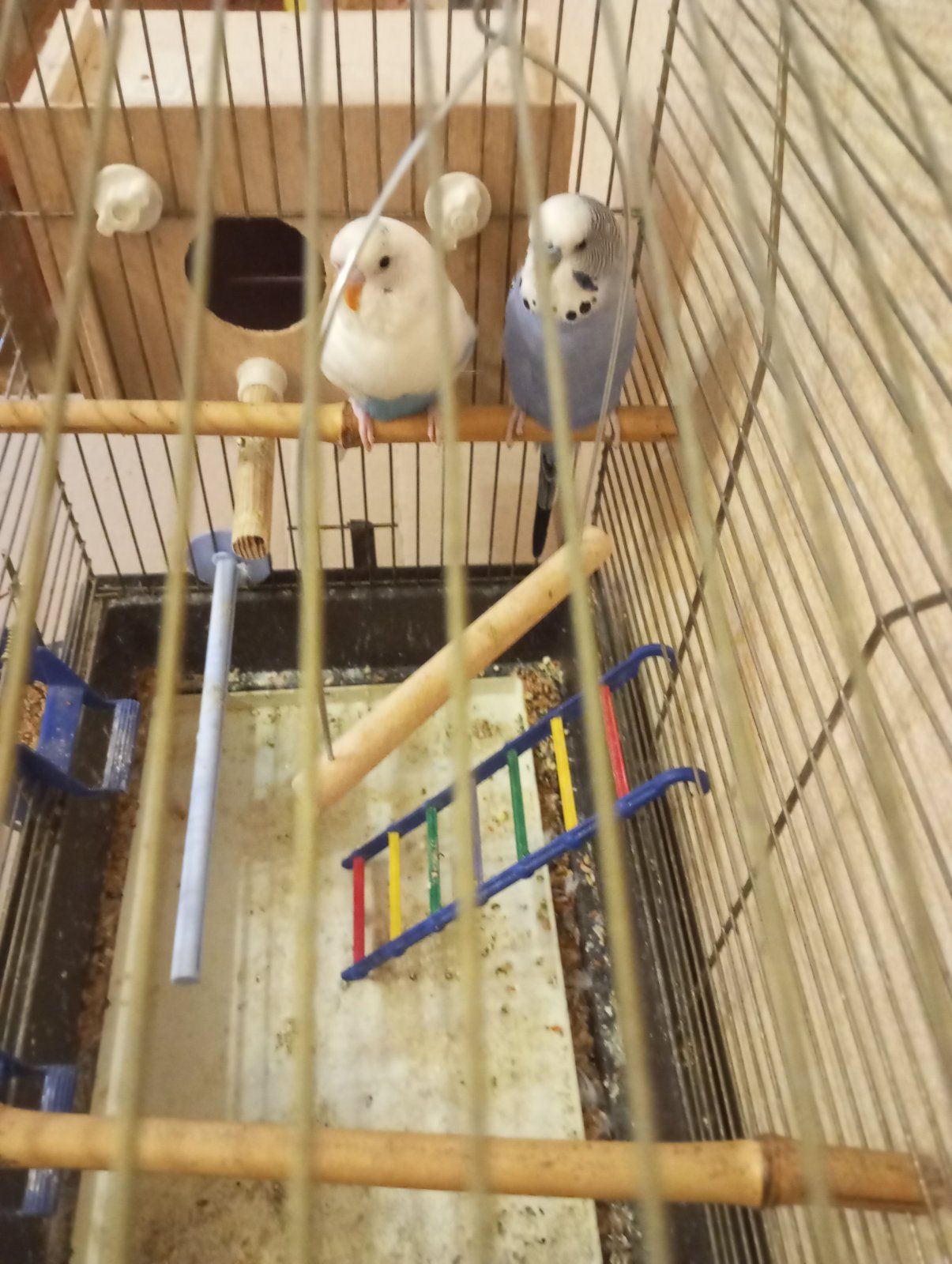 Хвилясті папуги