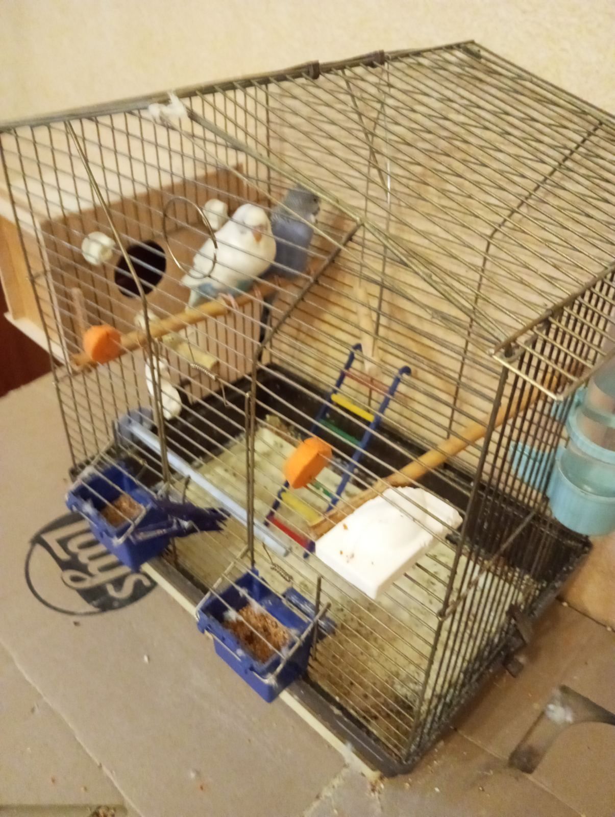 Хвилясті папуги