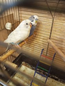 Хвилясті папуги