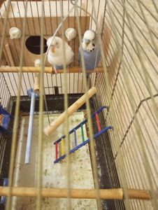 Хвилясті папуги