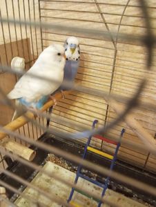 Хвилясті папуги