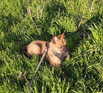 Щенок Малинуа