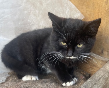 Котик в добрые руки