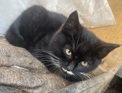 Котик в добрые руки