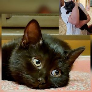 Чорне Норкове Кошеня вік 2 місяці