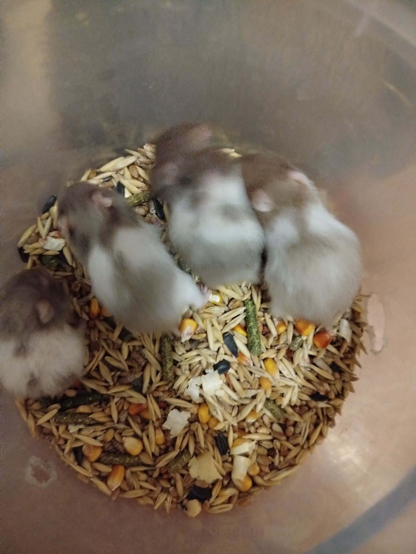 Сирийский хомяк