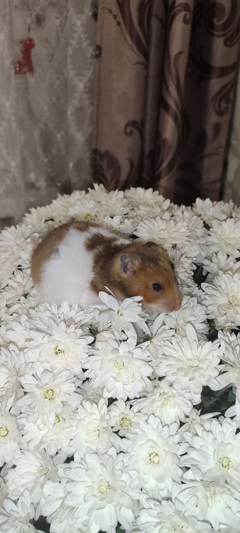 Сирийский хомяк