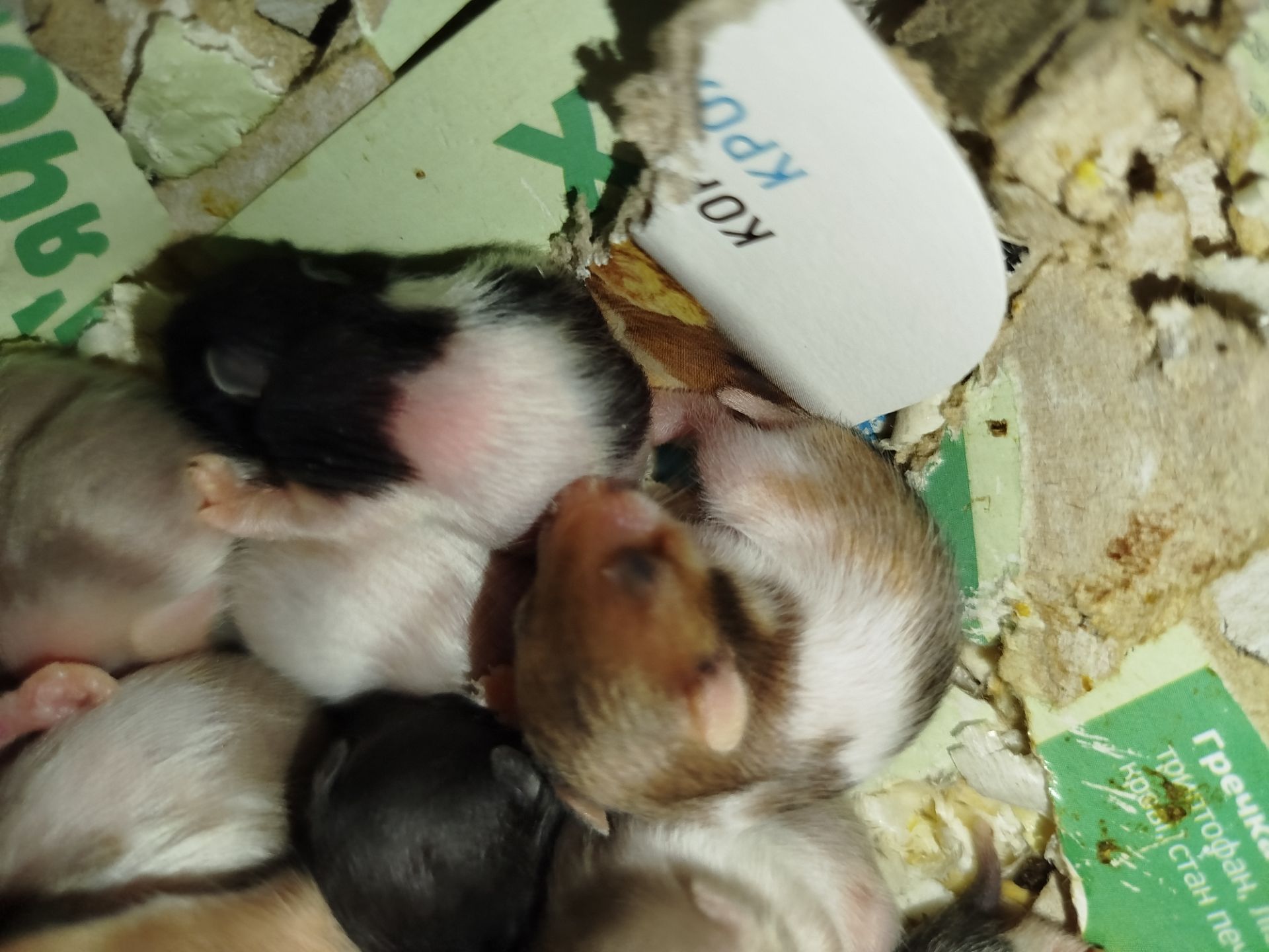 Сирийский хомяк