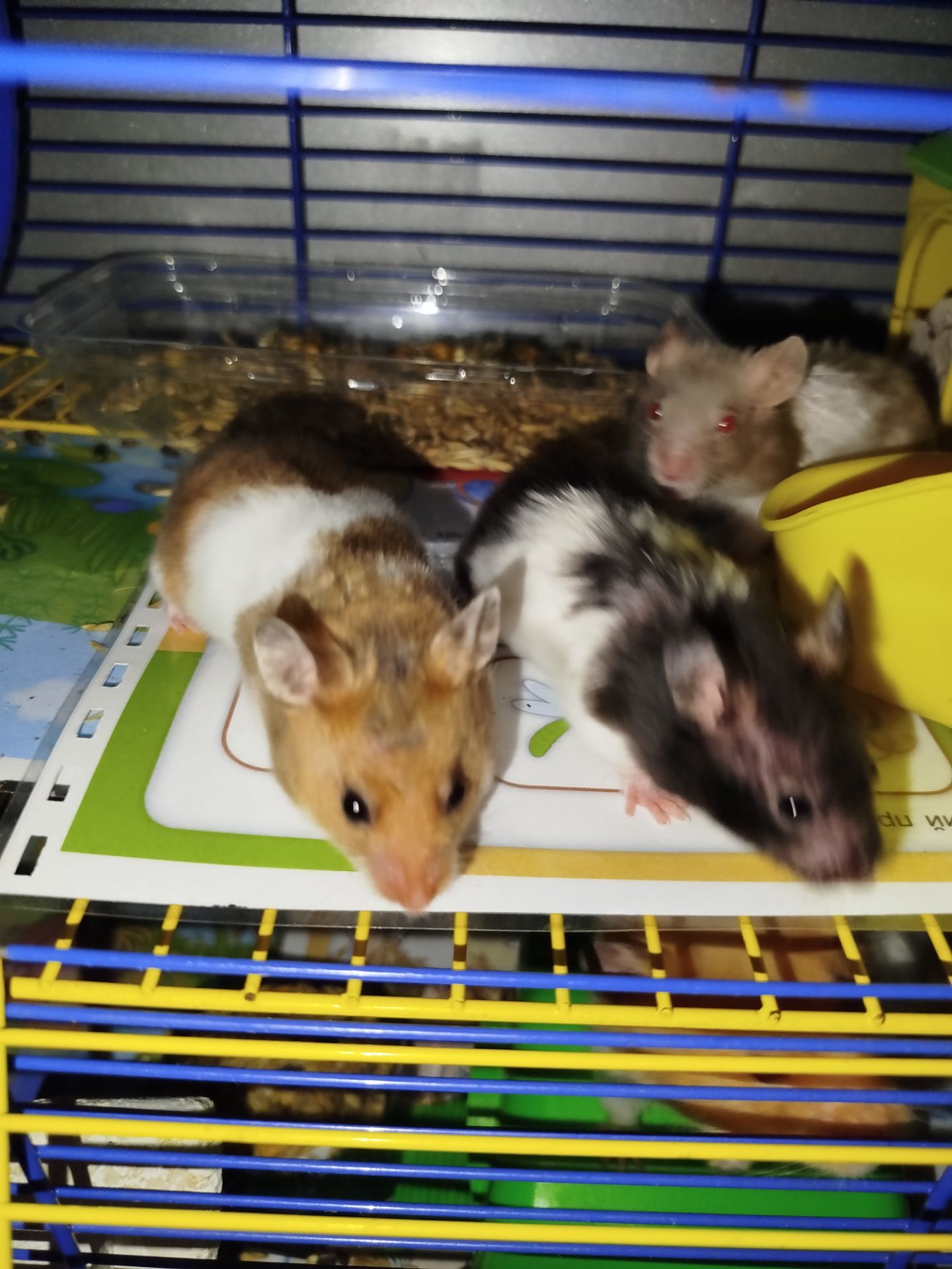 Сирийский хомяк