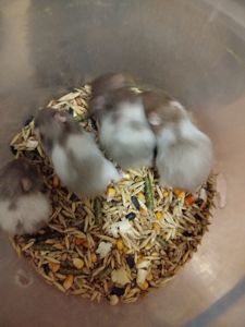 Сирийский хомяк