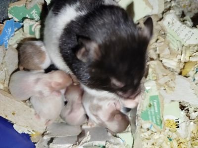 Сирийский хомяк