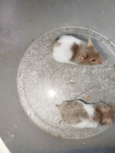 Сирийский хомяк