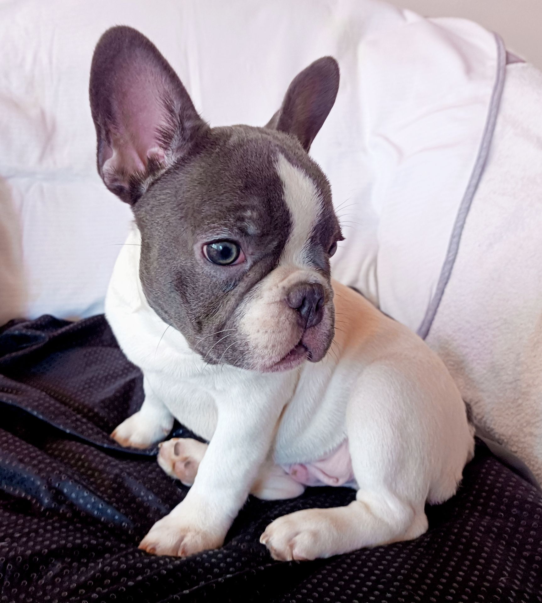 Яскравий французик шукає найкращіх батьків