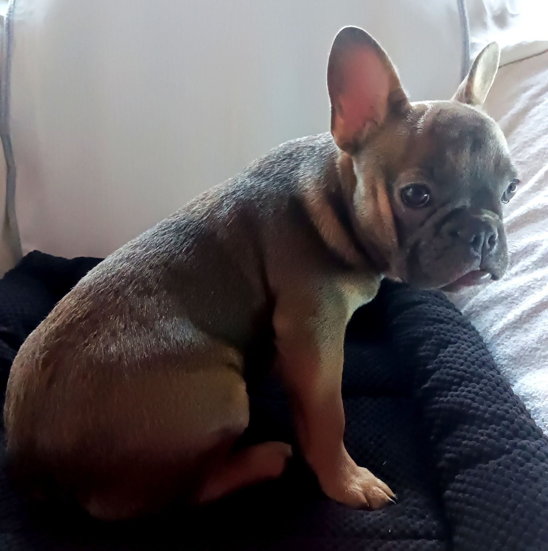 Цуценя французького бульдога