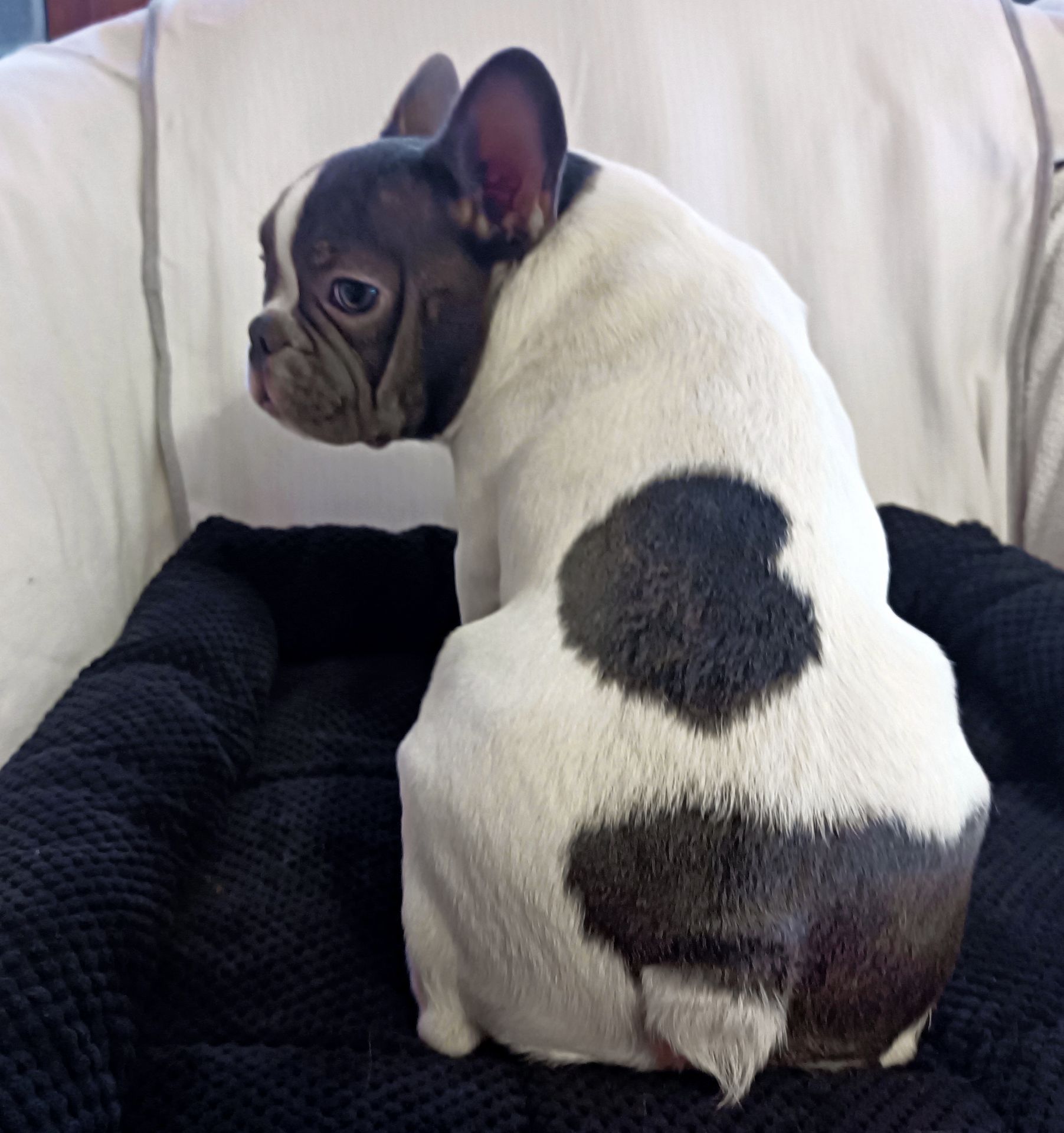 Яскравий французик шукає найкращіх батьків