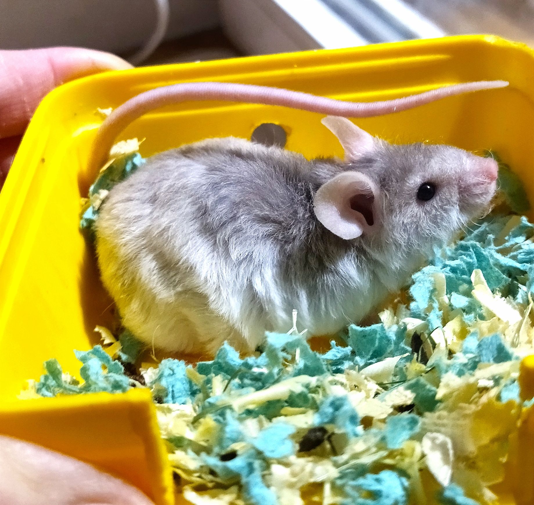 Пухнасті мишки тексель та сатинові