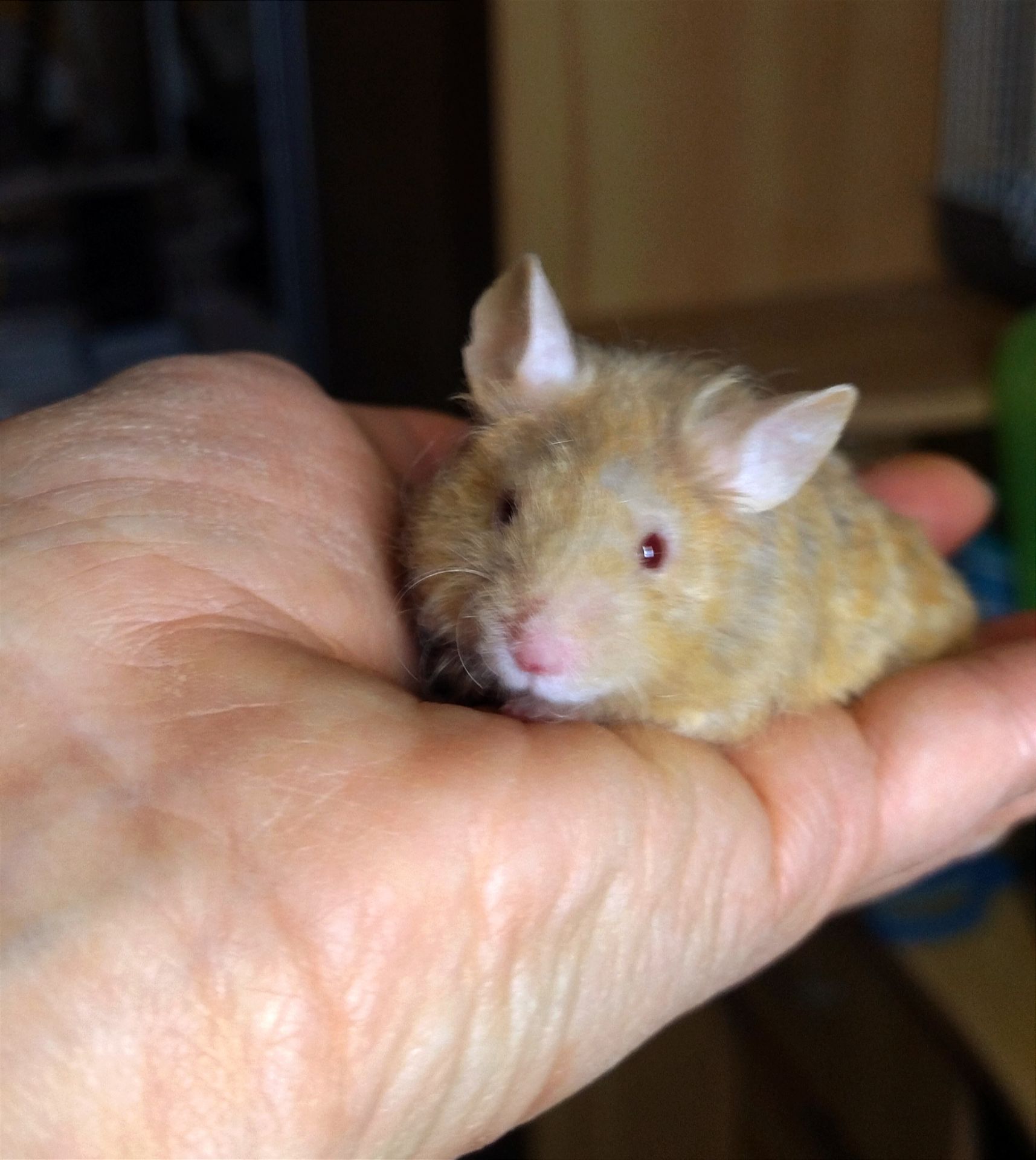 Пухнасті мишки тексель та сатинові