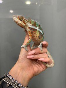 Різнобарвні яскраві хамелони малюки та підрощені - пантеровий хамелеон