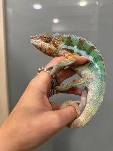 Різнобарвні яскраві хамелони малюки та підрощені - пантеровий хамелеон