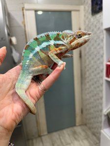 Різнобарвні яскраві хамелони малюки та підрощені - пантеровий хамелеон