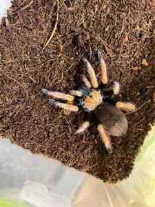 Павук птахоїд помаранчевий Афонопельма біколоратум 4-5см по тілу