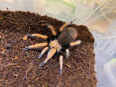 Павук птахоїд помаранчевий Афонопельма біколоратум 4-5см по тілу