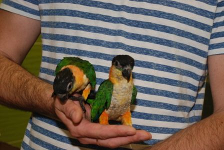 белобрюхий попугай каик, черноголовый каик - ручные птенцы выкормыши