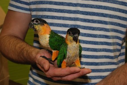 белобрюхий попугай каик, черноголовый каик - ручные птенцы выкормыши