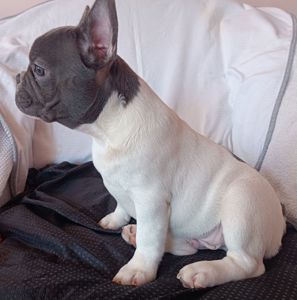 Яскравий французик шукає найкращіх батьків