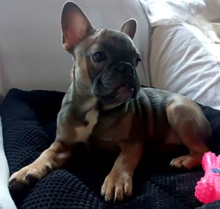 Цуценя французького бульдога