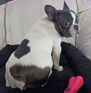 Яскравий французик шукає найкращіх батьків