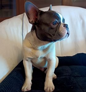 Яскравий французик шукає найкращіх батьків