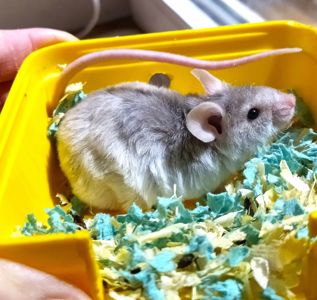 Пухнасті мишки тексель та сатинові