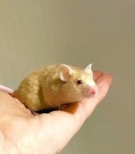 Пухнасті мишки тексель та сатинові