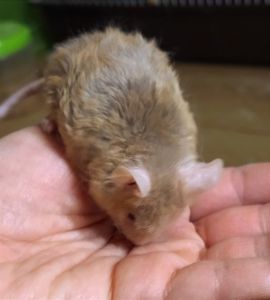 Пухнасті мишки тексель та сатинові