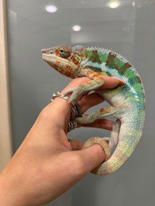 Різнобарвні яскраві хамелони малюки та підрощені - пантеровий хамелеон