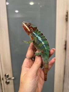 Різнобарвні яскраві хамелони малюки та підрощені - пантеровий хамелеон