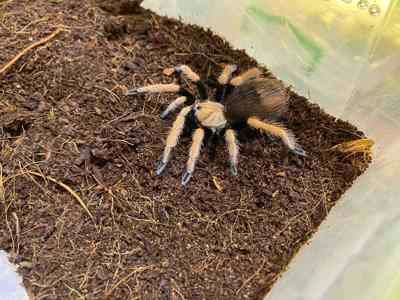 Павук птахоїд помаранчевий Афонопельма біколоратум 4-5см по тілу